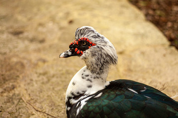 portrait of a wild duck