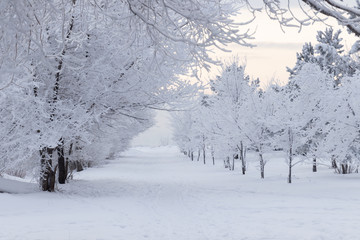 Winter landscape - a deserted winter alley in a winter park