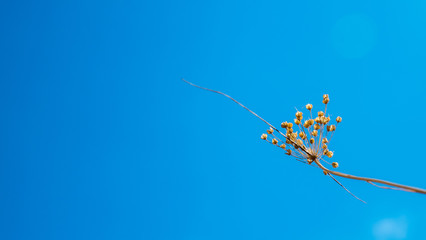 Flowers dry grass on blew sky background