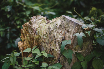 Close up cut tree in the forest