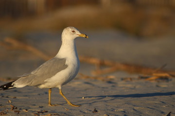 seagull on the beach