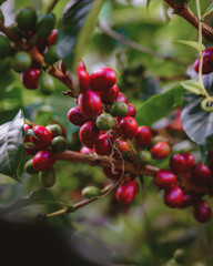 Coffee beans close up 