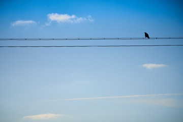 青空のなか電線にとまるカラス