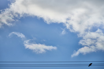 青空のなか電線にとまるカラス
