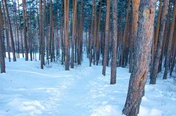 Road in the forest in winter.Path among the trees under the snow in the cold.