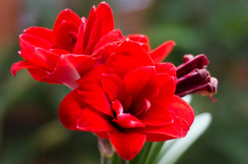 Amaryllis Mandela in bloom, closeup