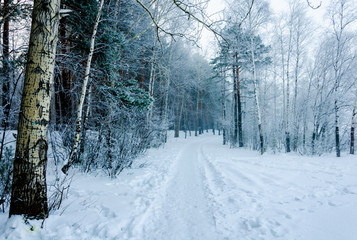 Road in the forest in winter.Path among the trees under the snow in the cold.