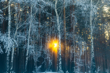 The sun shines through the trees in the winter forest.