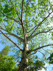 Fototapeta premium Ceiba Tree