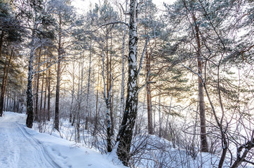 Birch on the shore of a frozen lake in winter under snow on a clear day.