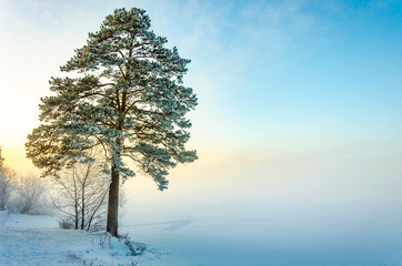 A tall pine tree on the shore of a frozen lake on a winter day.Tree in frost and snow crystals.