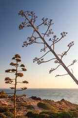 Agave plants at Ponta da Piedade near Lagos, Portugal