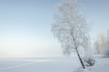 Fototapeta na wymiar Birch on the shore of a frozen lake in the winter fog.A tree with frost on its branches.
