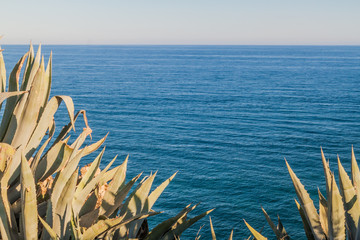 Agave plants and the sea near Lagos, Portugal