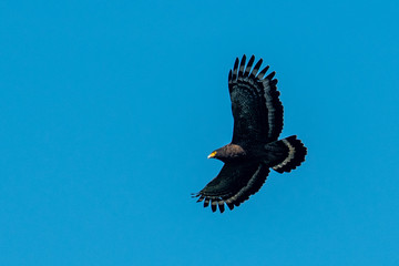 Eagle spread its wings in the sky to patrol food