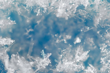 Background from crystal clear real snowflakes in blue and turquoise shades in macro with copy space for your text. Christmas and New Year winter background frame of natural ice snowflakes close-up.