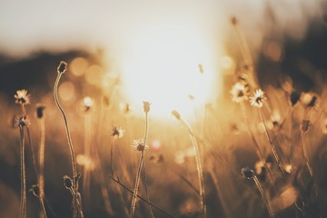 Wild flower in field of nature background with sunset lighting.Vintage tone.