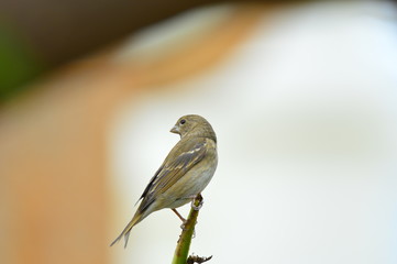 The outdoor fringillidae birds in the park