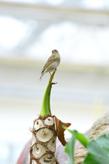 The outdoor fringillidae birds in the park