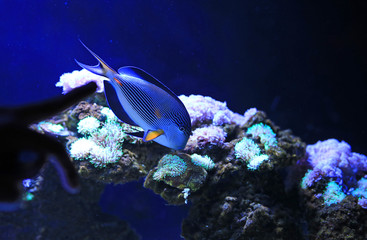 Obraz premium Sohal Tang (Acanthurus sohal) swimming in aquarium tank.