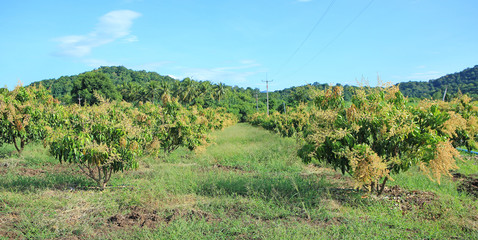 Mango trees in field with bunches of mango flowers.