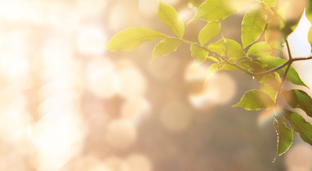 fresh green leaves in spring and bokeh background