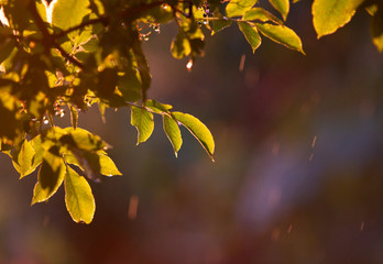 fresh green leaves in spring and bokeh background