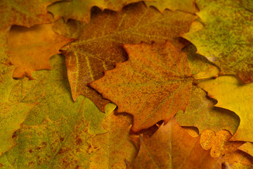 Close-up of Fallen Platanus Leaves on Background