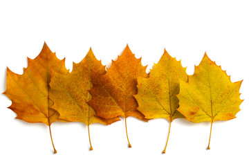 Leaves of Platanus orientalis on a white background