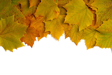 Leaves of Platanus orientalis on a white background