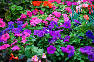 Fototapeta na wymiar Multi color flowers in organic garden of San Lucas in Guatemala, spring in outdoor garden.
