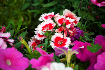 Multi color flowers in organic garden of San Lucas in Guatemala, spring in outdoor garden.