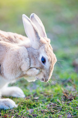 冬の公園で遊んでいるウサギ