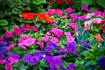 Multi color flowers in organic garden of San Lucas in Guatemala, spring in outdoor garden.