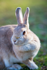冬の公園で遊んでいるウサギ