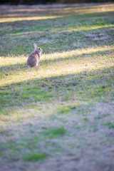 冬の公園で遊んでいるウサギ