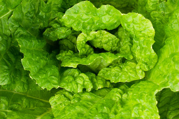 close up ( Napa ) Cabbage green leaves 