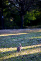 冬の公園で遊んでいるウサギ