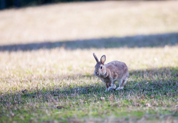 冬の公園で遊んでいるウサギ