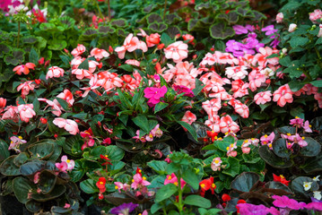 Multi color flowers in organic garden of San Lucas in Guatemala, spring in outdoor garden.