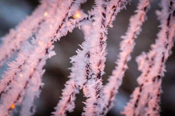 Birch trees in hoarfrost in the rays of the rising sun.