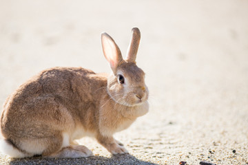 冬の公園で遊んでいるウサギ