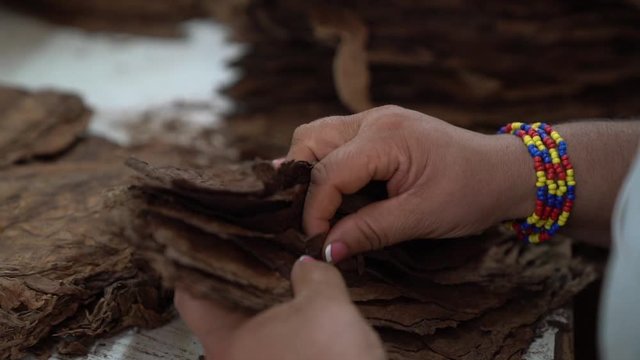 Cigar rolling, selecting leaves, Dominican Republic, slow motion
