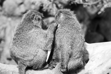 Baboons and friendship 