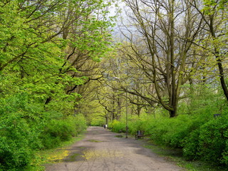 Fototapeta premium Spring day walking in the forest
