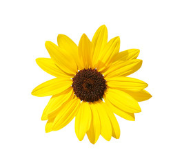 Single yellow sunflowers head  isolated on white background