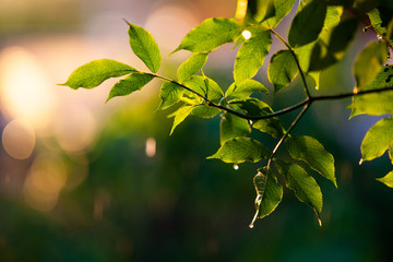 Fototapeta na wymiar fresh green leaves in spring and bokeh background