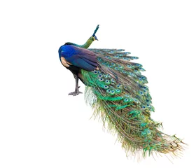 Zelfklevend Fotobehang Male peacock on white background © sunti