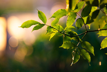 fresh green leaves in spring and bokeh background