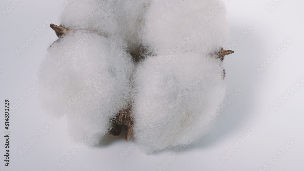 Wall mural Close-up macro images of cotton flowers in studio shot which represent softness fluffy texture and gentle to skin and material for making dress such as T-shirt or denim jeans or for beauty industry.